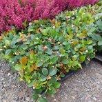 Gaultéria ležatá (Gaultheria procumbens) ´BIG BERRY´ - kont. C1L